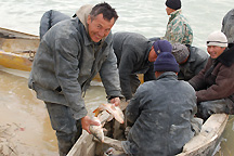 Fishing has returned to the Northern Aral Sea